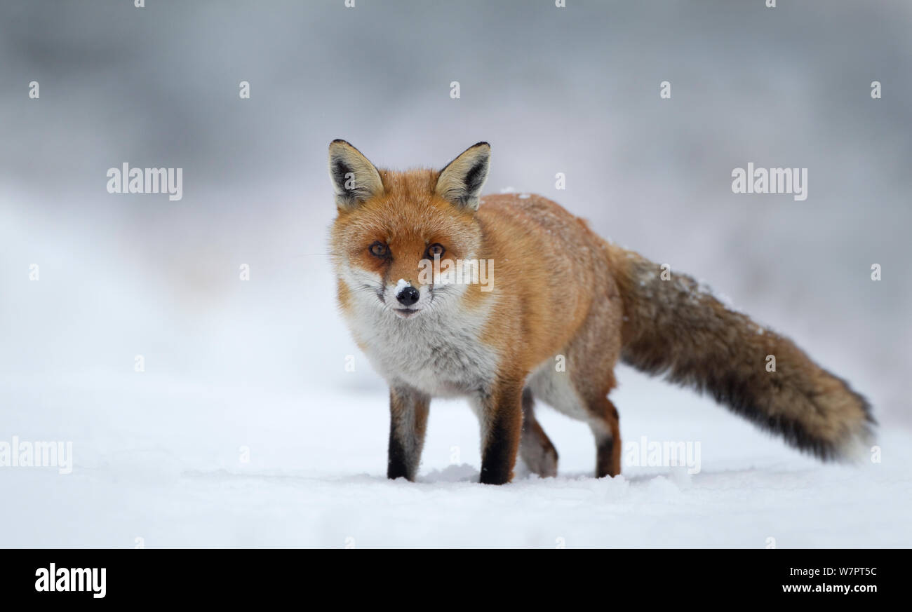 Red Fox (Vulpes vulpes), stehen im Schnee, Staffordshire, England, Dezember. Exlibris von Danny's Grün" Die lange Reise nach Norden" Stockfoto