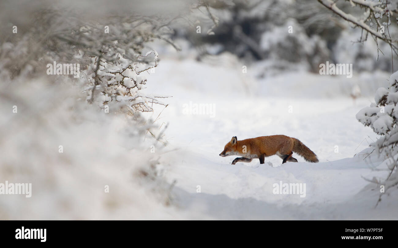 Red Fox (Vulpes vulpes) im Schnee, Staffordshire, England, Dezember. Exlibris von Danny's Grün" Die lange Reise nach Norden" Stockfoto