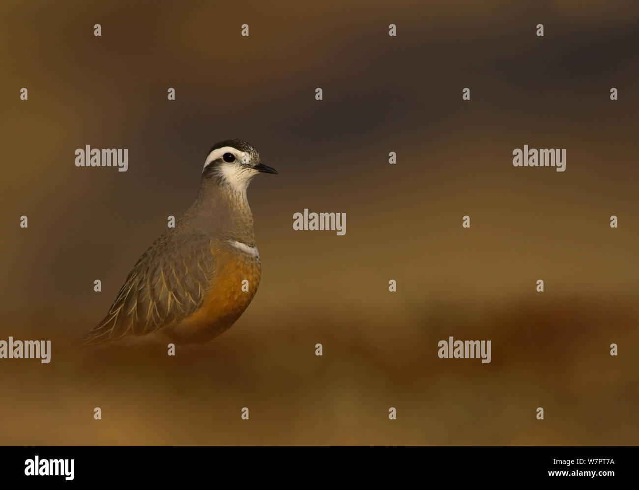 Dotterel (Charadrius morinellus) erwachsenen weiblichen im Sommer Gefieder auf Nährböden, Cairngorms, Schottland, Mai. Exlibris von Danny's Grün" Die lange Reise nach Norden" Stockfoto