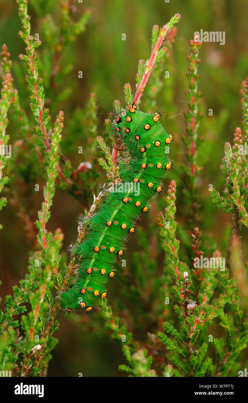 Kaiser Motte (Saturnia pavonia) Caterpillar Fütterung auf Heidekraut, Glen Affric, Schottland, Juni. Exlibris von Danny's Grün" Die lange Reise nach Norden" Stockfoto