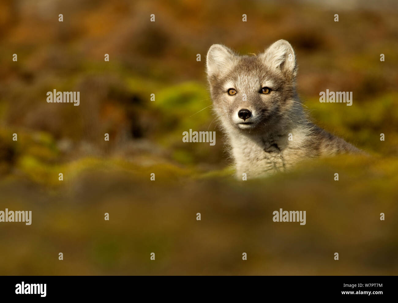 Arctic Fuchs (Vulpes lagopus) Cub, Spitzbergen, Svalbard, Juli. Exlibris von Danny's Grün" Die lange Reise nach Norden" Stockfoto