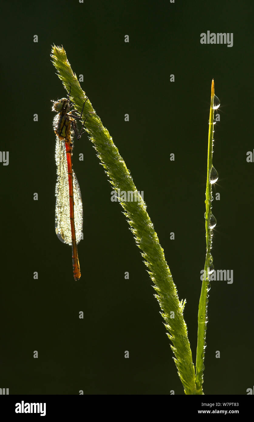 Große rote damselfly (Pyrrhosoma nymphula) Männliche ruht auf Vegetation, Glen Afric, Schottland, Juni. Exlibris von Danny's Grün" Die lange Reise nach Norden" Stockfoto