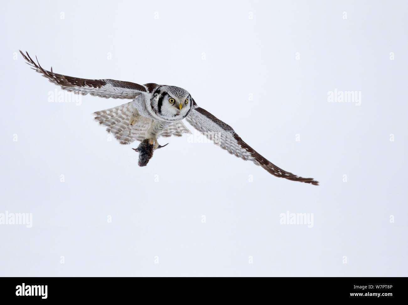 Hawk Owl (Surnia Ulula) männlich in Flug Nagetier Beute, Finnland, März. Exlibris von Danny's Grün" Die lange Reise nach Norden" Stockfoto