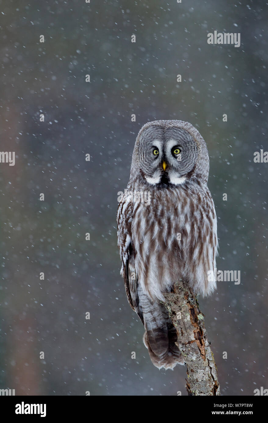 Bartkauz (Strix Nebulosa) auf einem Zweig im Schnee, Finnland, April thront. Exlibris von Danny's Grün" Die lange Reise nach Norden" Stockfoto