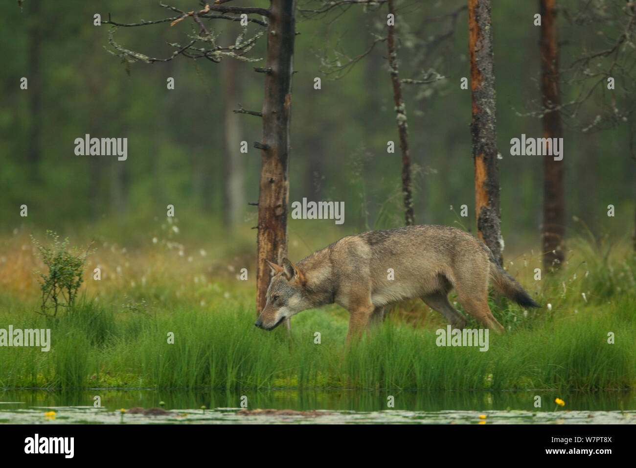 Europäische Wolf (Canis lupis) in der borealen Wald, Finnland, Juli. Exlibris von Danny's Grün" Die lange Reise nach Norden" Stockfoto