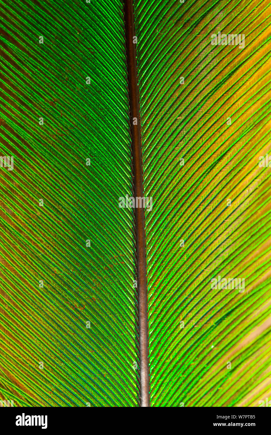 Quetzal (Pharomachrus mocinno) Close-up Feather, Los Quetzales Nationalpark, Savegre Tal, Talamanca, Costa Rica, Mittelamerika Stockfoto