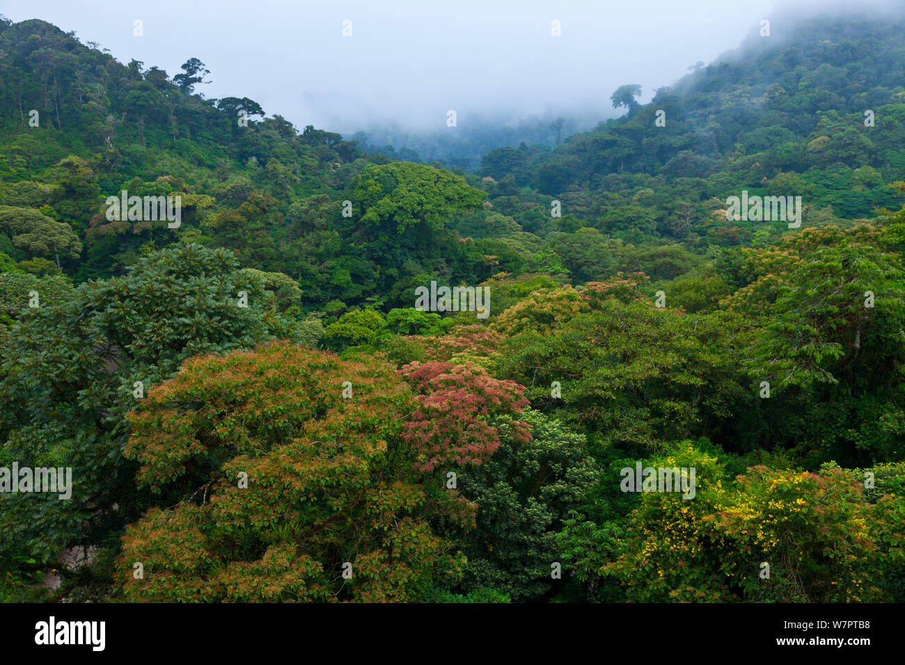 Cloud Forest, Monteverde Region, Costa Rica, Mittelamerika Stockfoto