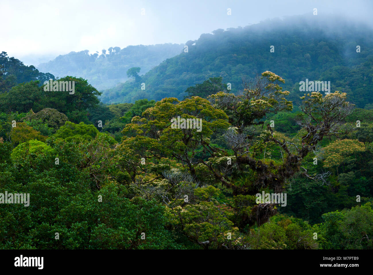 Cloud Forest, Monteverde Region, Costa Rica, Mittelamerika Stockfoto