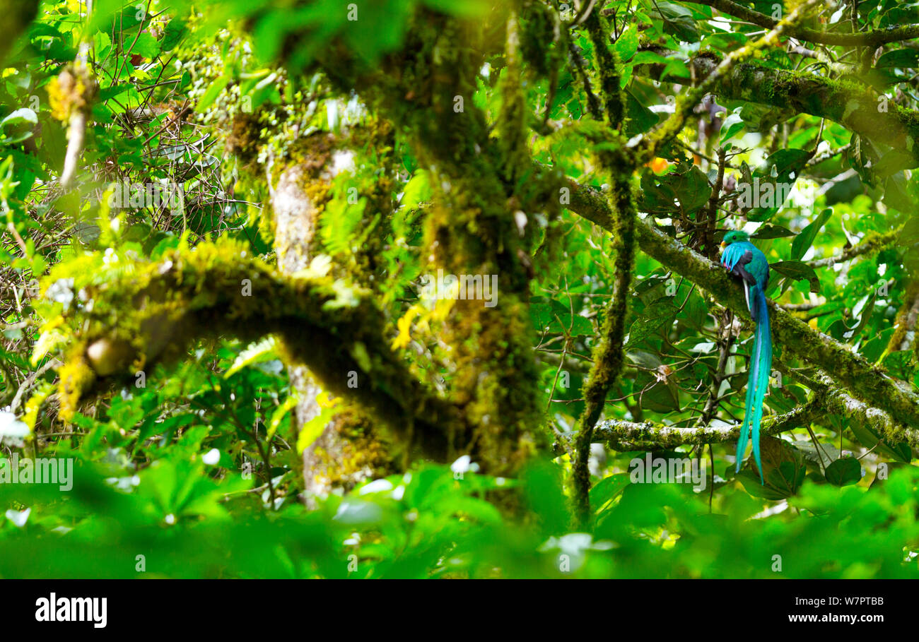 Quetzal (Pharomachrus mocinno) Rückansicht des Männlichen, langer Schwanz, im Nebelwald, Los Quetzales Nationalpark, Savegre Tal, Talamanca, Costa Rica, Mittelamerika Stockfoto