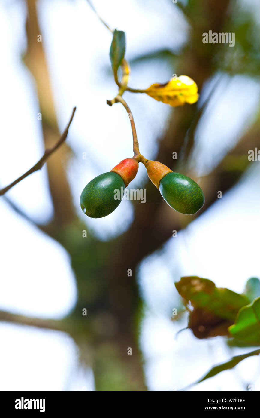 Aguacatillo Baum/Wild Avocado (Persea caerulea) mit Früchten, Quetzales Nationalpark, Savegre Tal, Talamanca, Costa Rica, Mittelamerika Stockfoto