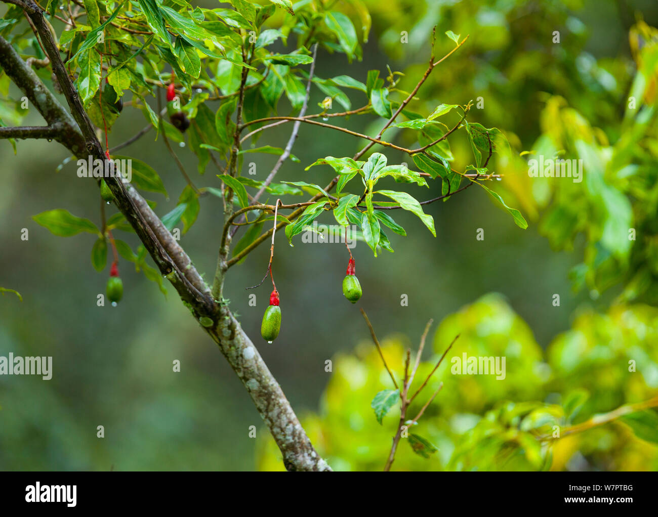 Aguacatillo Baum/Wild Avocado (Persea caerulea) mit Früchten, Quetzales Nationalpark, Savegre Tal, Talamanca, Costa Rica, Mittelamerika Stockfoto