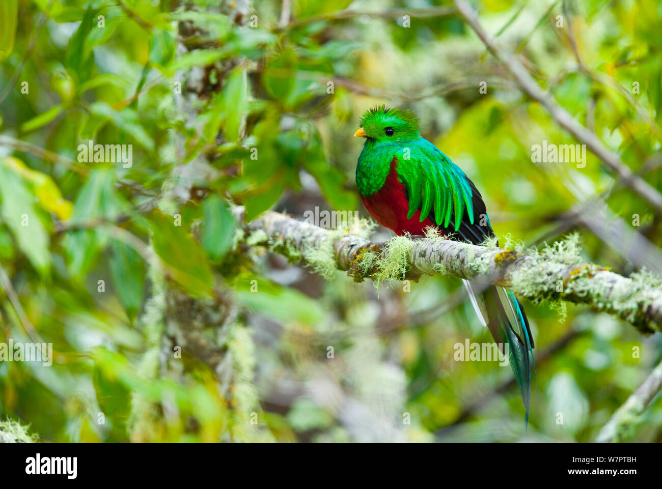 Quetzal (Pharomachrus mocinno) männlichen auf Niederlassung in Cloud forest gehockt, Los Quetzales Nationalpark, Savegre Tal, Talamanca, Costa Rica, Mittelamerika Stockfoto
