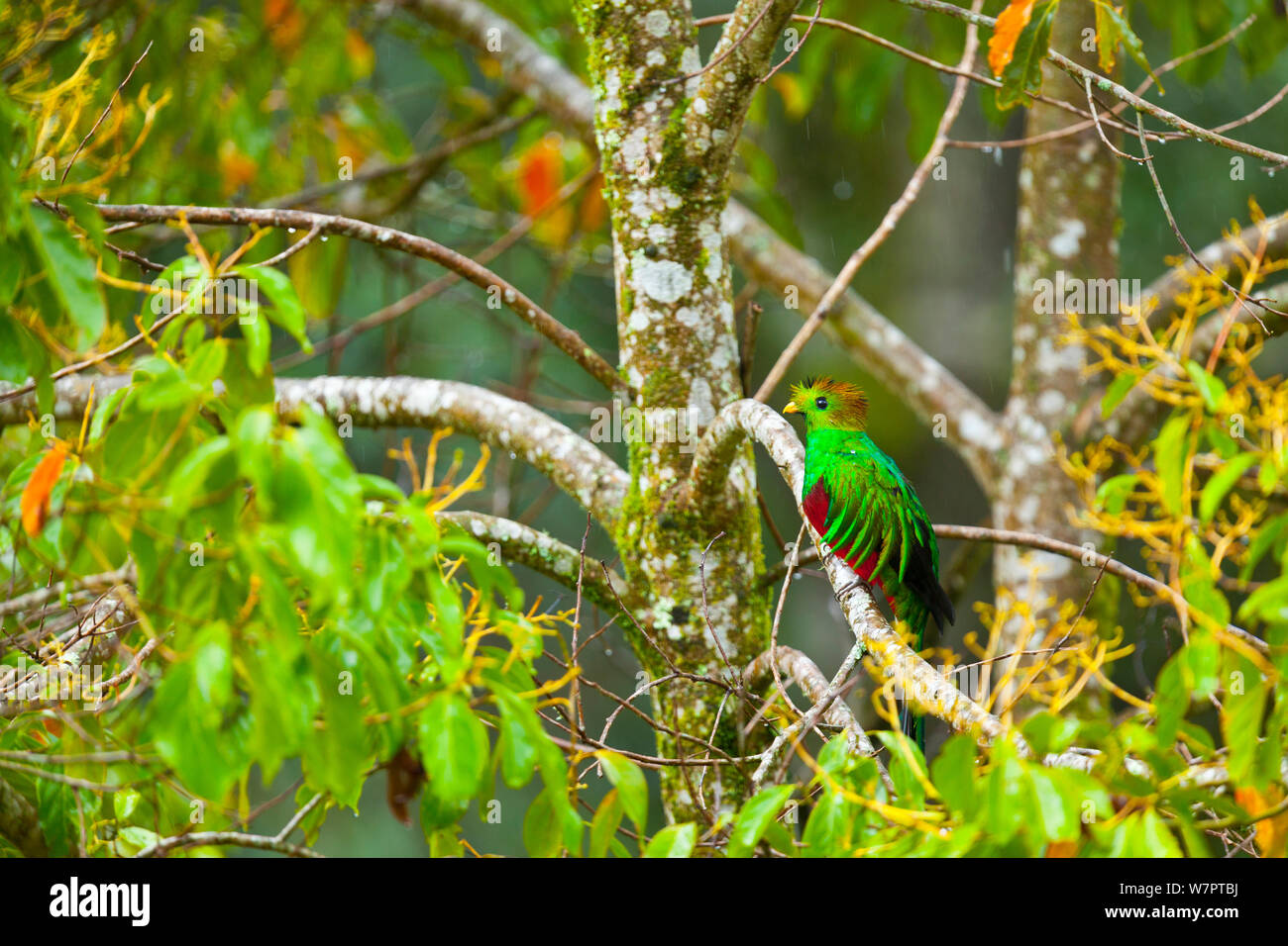 Quetzal (Pharomachrus mocinno) männlich im Nebelwald, Los Quetzales Nationalpark, Savegre Tal, Talamanca, Costa Rica, Mittelamerika Stockfoto