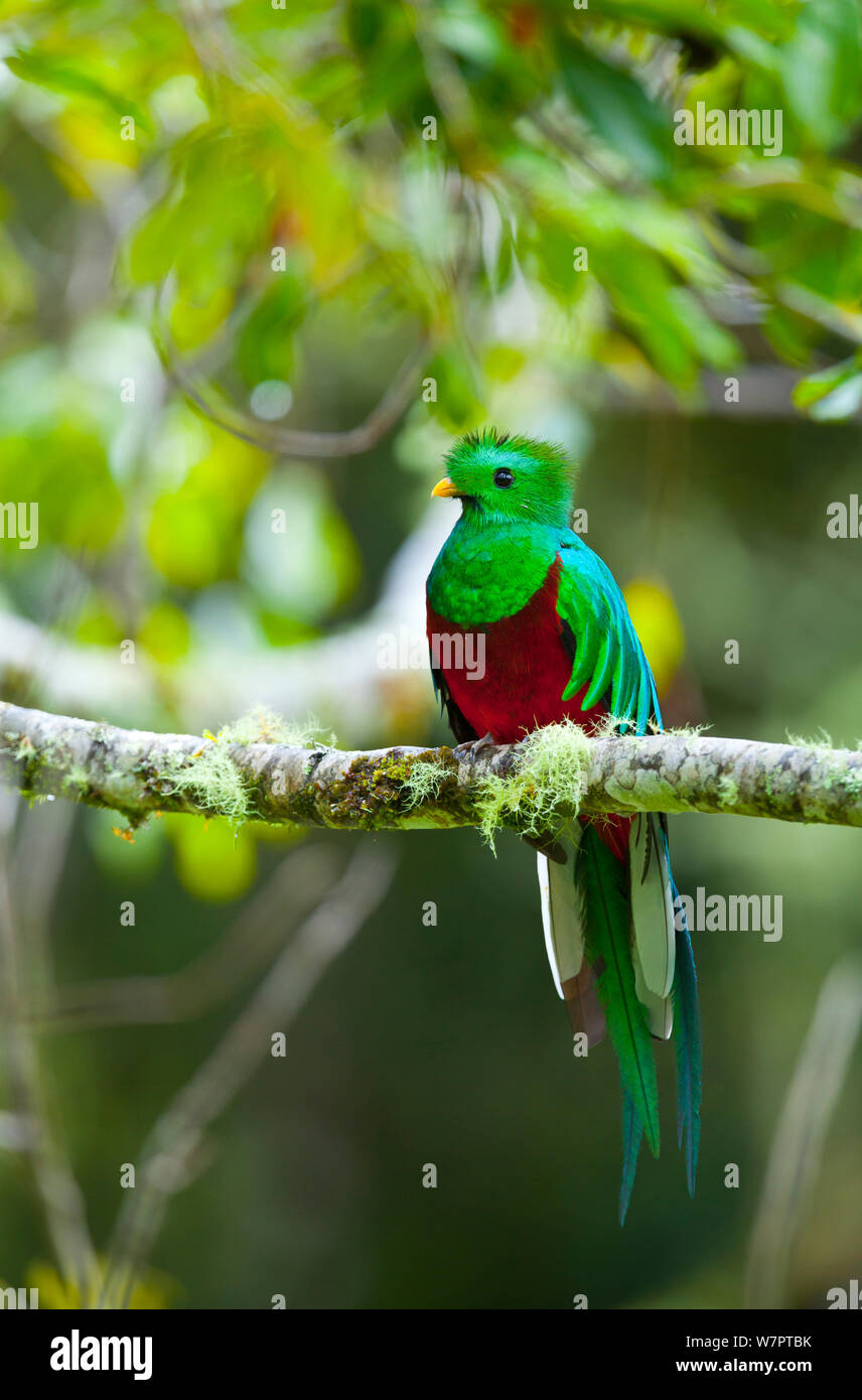 Quetzal (Pharomachrus mocinno) männlichen auf Niederlassung in Cloud forest gehockt, Los Quetzales Nationalpark, Savegre Tal, Talamanca, Costa Rica, Mittelamerika Stockfoto