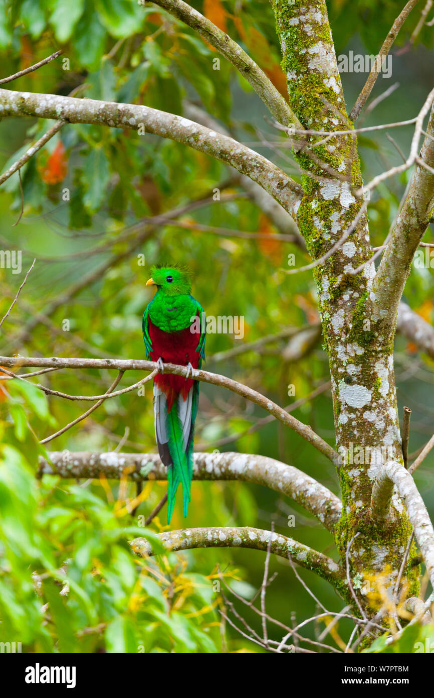 Quetzal (Pharomachrus mocinno) männlich im Baum, Nebelwald, Los Quetzales Nationalpark, Savegre Tal, Talamanca, Costa Rica, Mittelamerika Stockfoto