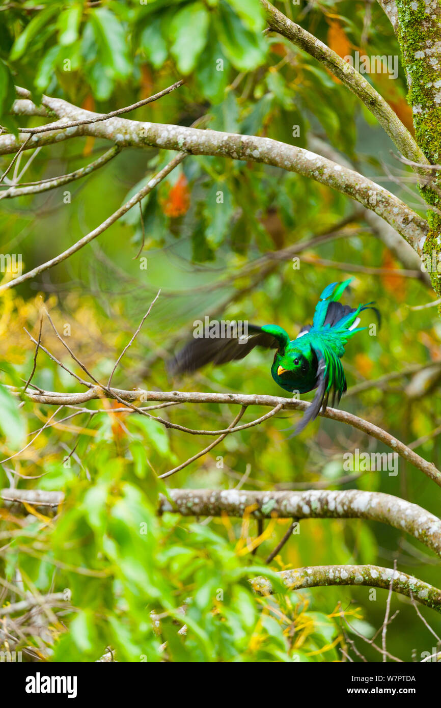 Quetzal (Pharomachrus mocinno) männlich in Cloud Forest, Los Quetzales Nationalpark, Savegre Tal, Talamanca, Costa Rica, Mittelamerika Stockfoto