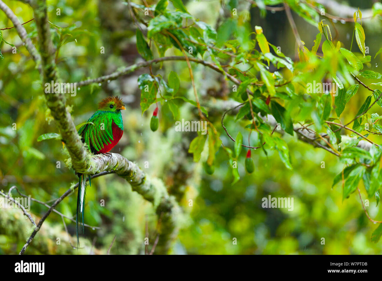 Quetzal (Pharomachrus mocinno) männlich in den Wilden avocado Baum, Cloud Forest, Los Quetzales Nationalpark, Savegre Tal, Talamanca, Costa Rica, Mittelamerika Stockfoto