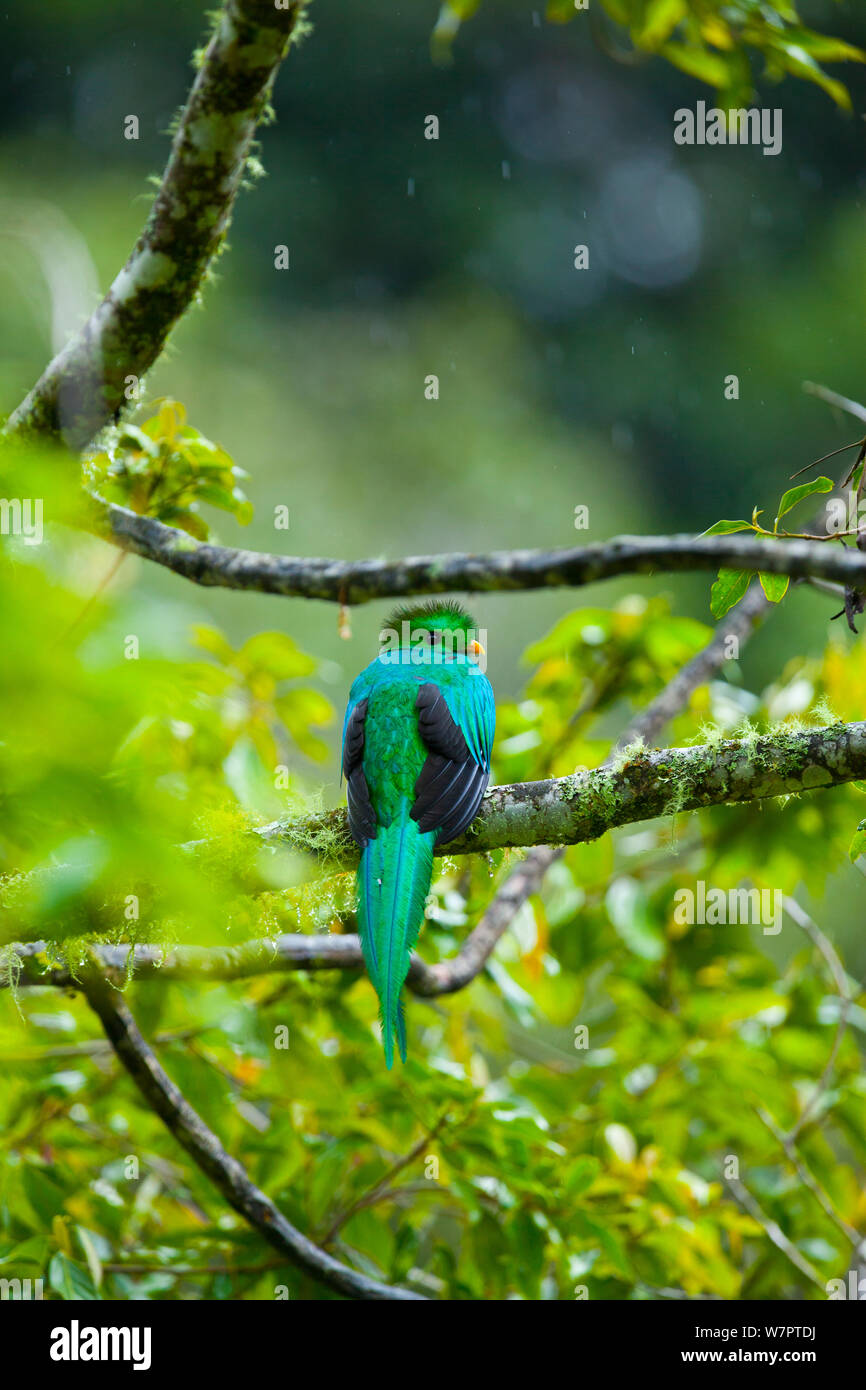 Quetzal (Pharomachrus mocinno) Frau in der Cloud Forest, Los Quetzales Nationalpark, Savegre Tal, Talamanca, Costa Rica, Mittelamerika Stockfoto