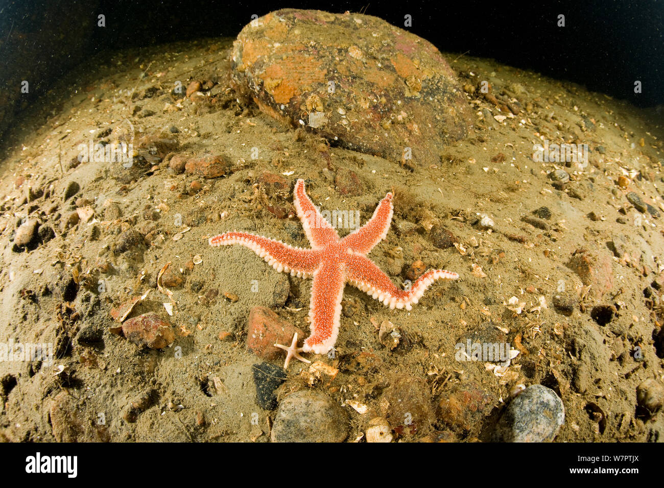 Sea Star (Urasterias lincki) Arctic Circle Dive Center, Weißes Meer, Karelien, Russland Stockfoto