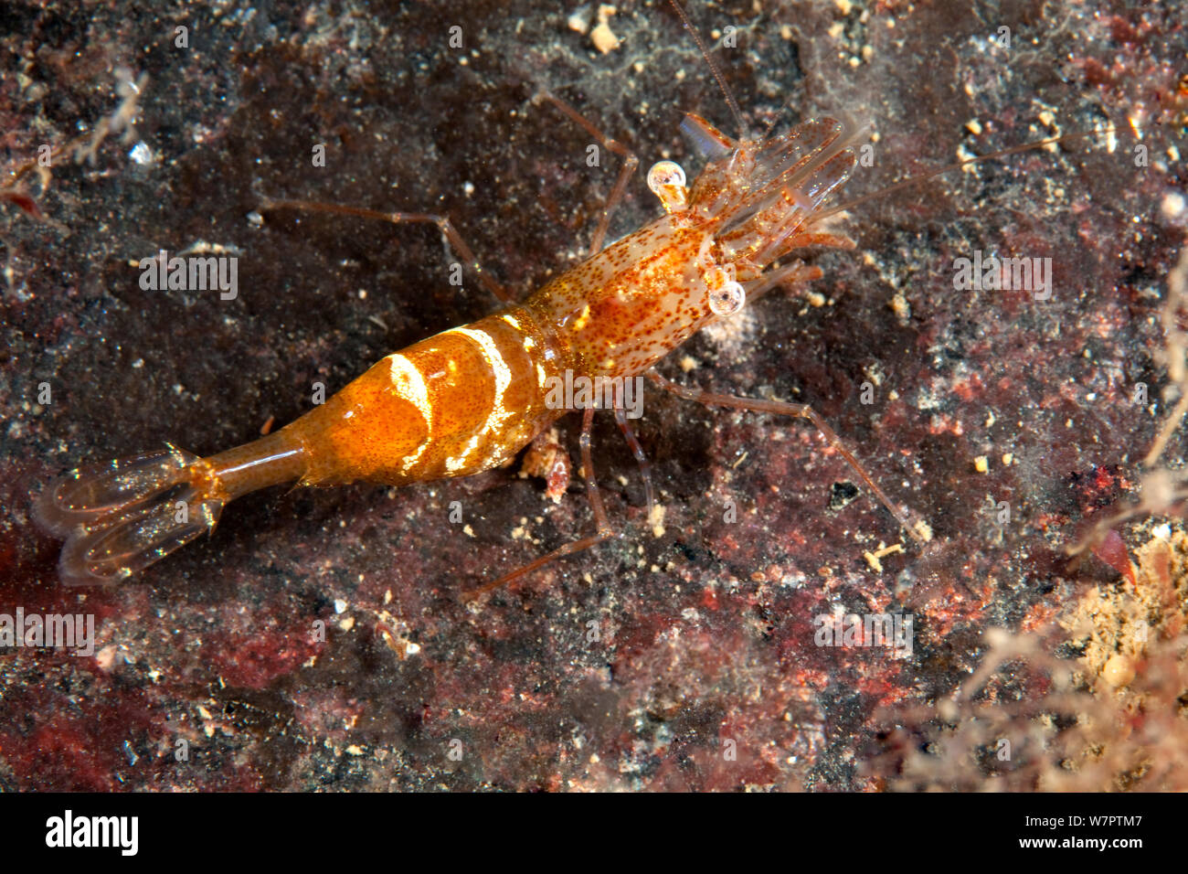 Garnelen (Eualus gaimardii) Arctic Circle Dive Center, Weißes Meer, Karelien, Russland Stockfoto