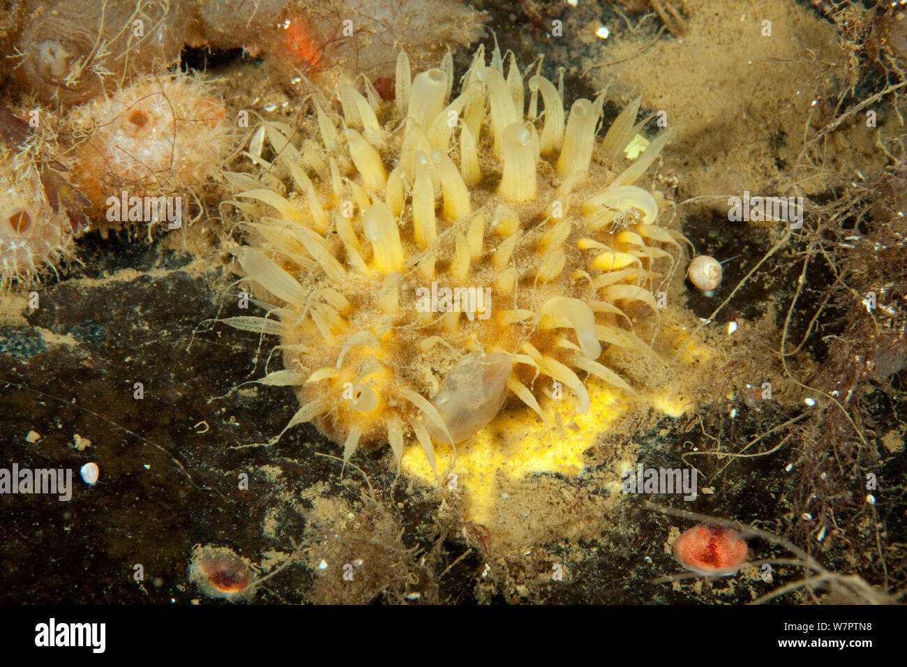 Schwamm (Porifera) Arctic Circle Dive Center, Weißes Meer, Karelien, Russland Stockfoto