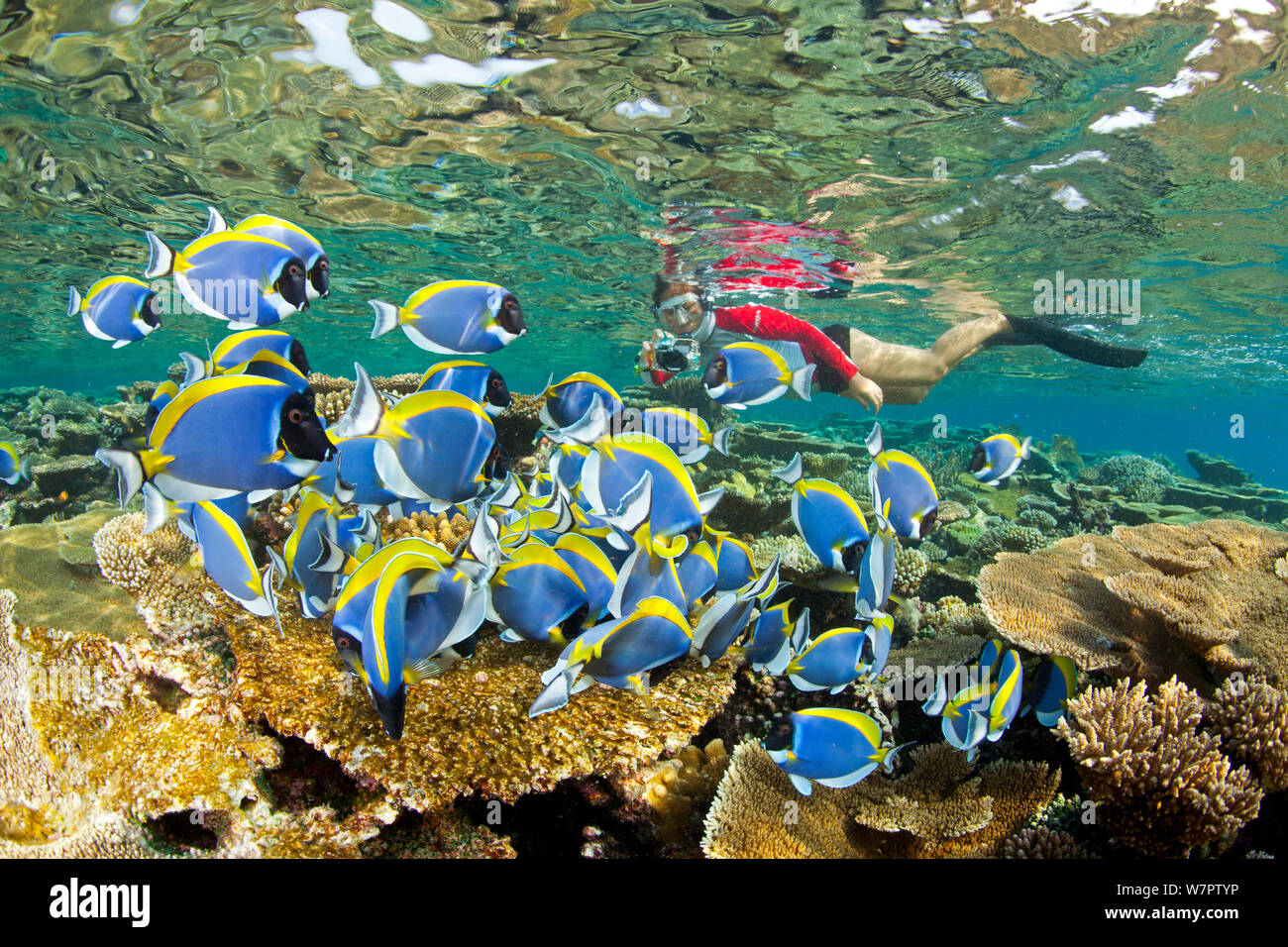 Shoal mit Pulver blau Doktorfische (Acanthurus leucosternon) Schwimmen über Riff, mit Schnorchler im Hintergrund, Malediven, Indischer Ozean Stockfoto