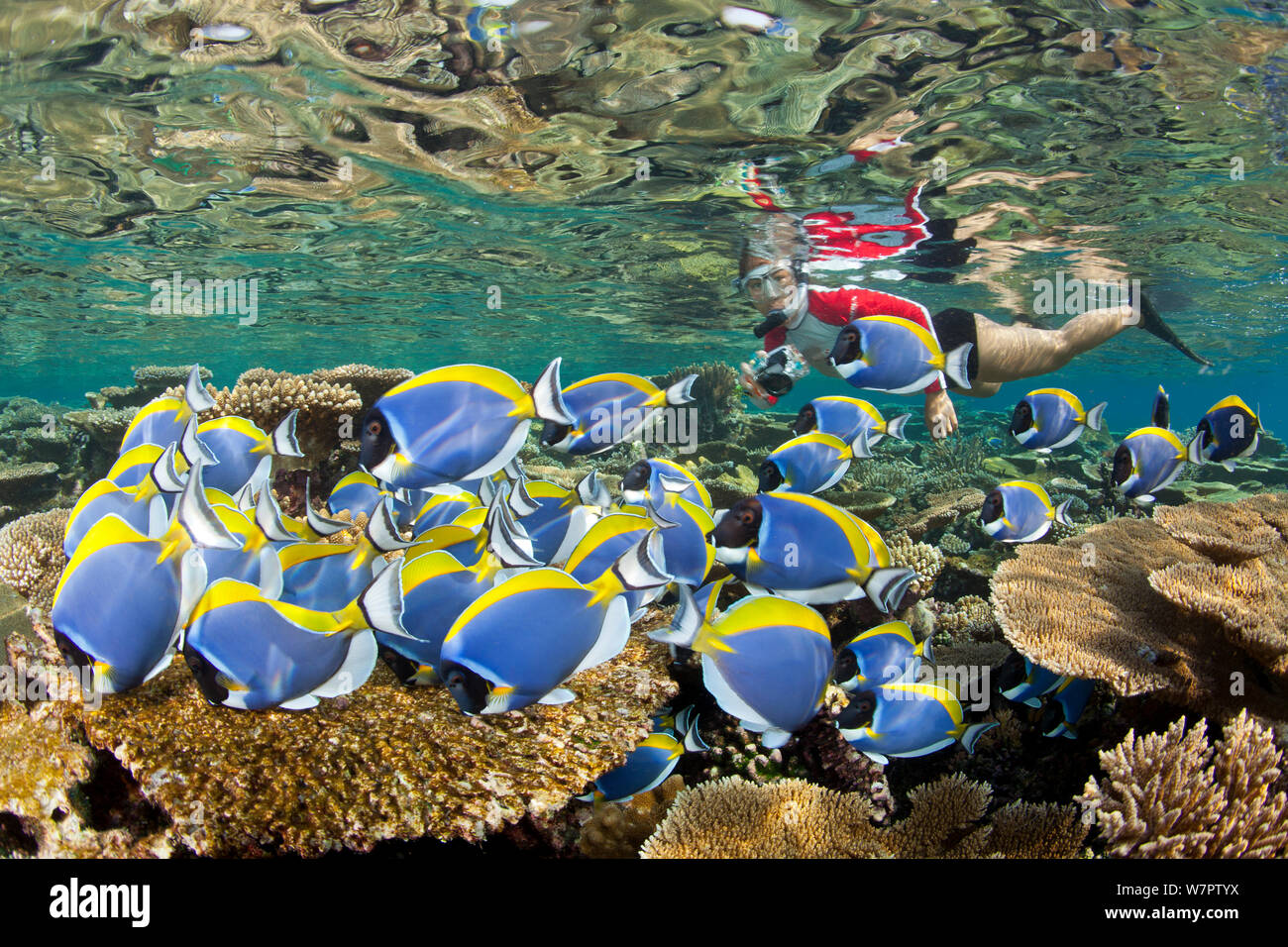 Shoal mit Pulver blau Doktorfische (Acanthurus leucosternon) Schwimmen über Riff, mit Schnorchler im Hintergrund, Malediven, Indischer Ozean Stockfoto