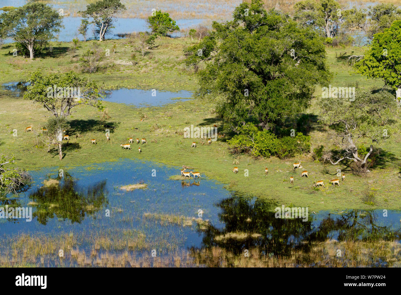 Red Letschwe (Kobus leche) Luftaufnahme, Okavango Delta, Botswana Stockfoto