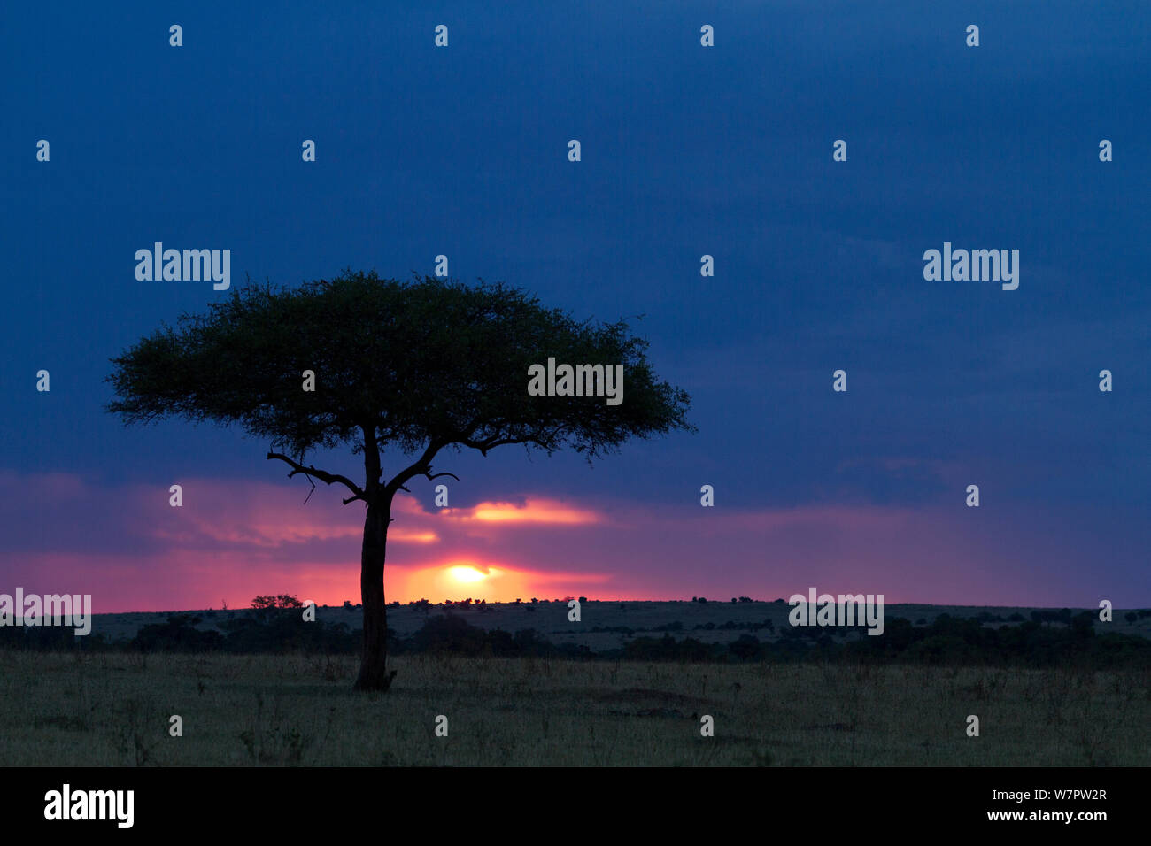Sonnenuntergang, Masai-Mara Game Reserve, Kenia Stockfoto