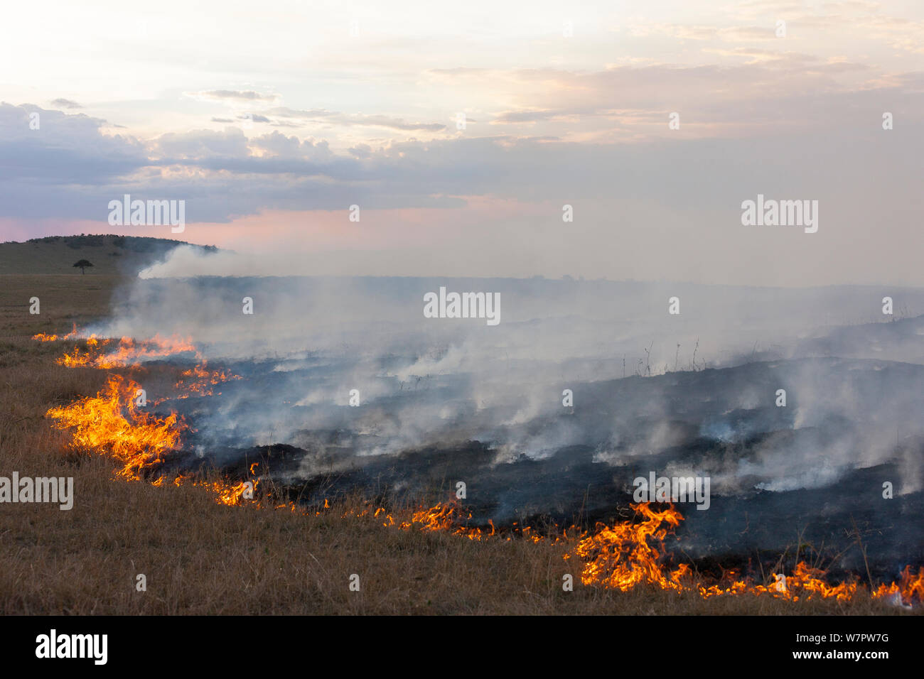 Bush Fire, Masai-Mara Game Reserve, Kenia, Oktober 2012 Stockfoto