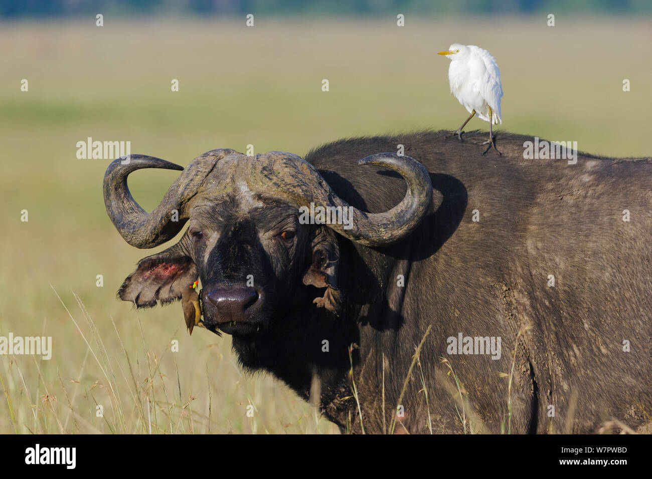 Afrikanischer Büffel (Syncerus Caffer) männlich mit einem kuhreiher (Bulbulcus ibis ibis) und eine gelb-billed oxpecker (Buphagus africanus) Masai-Mara Game Reserve, Kenia Stockfoto