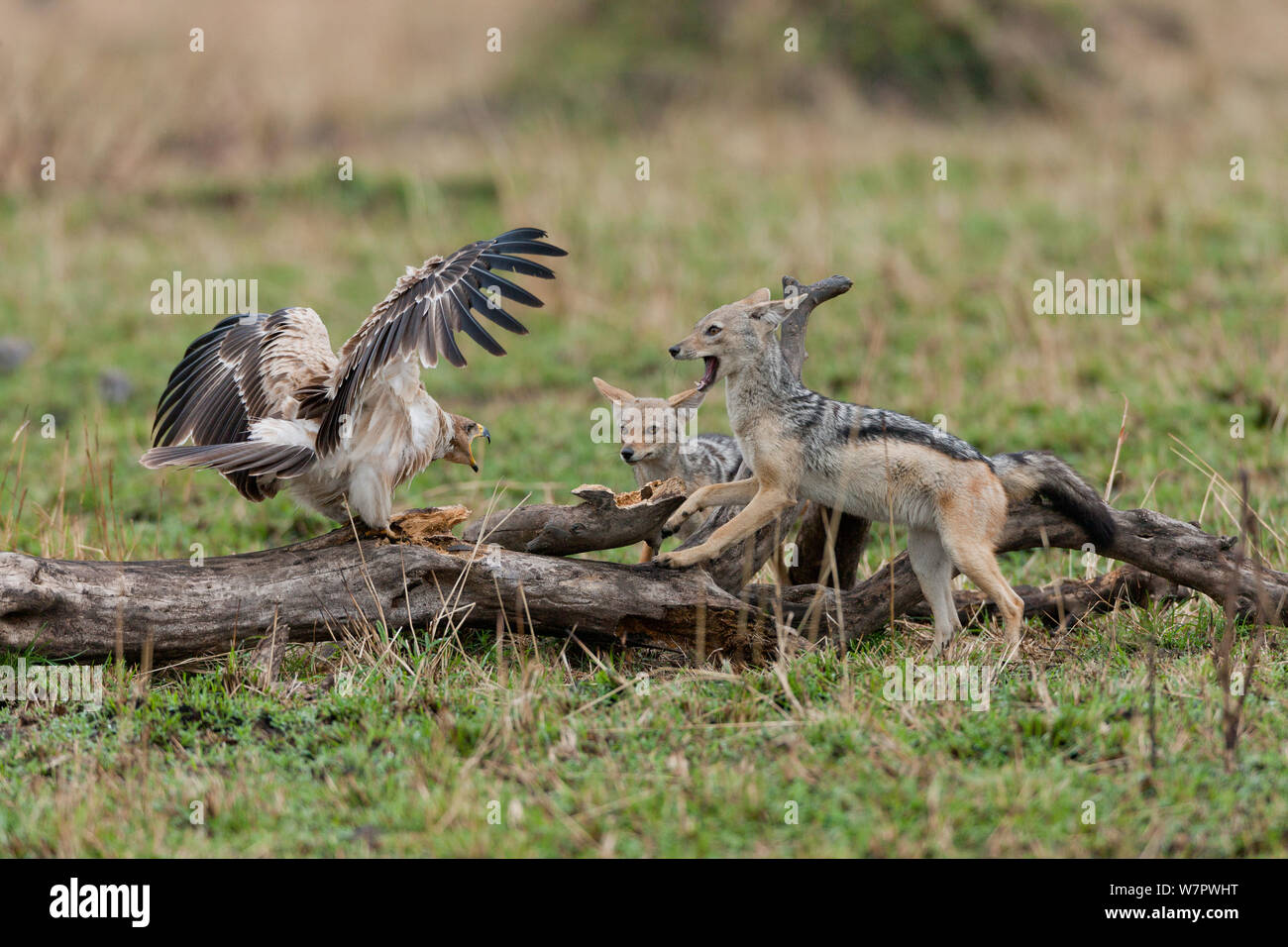 Steppe Eagle (Aquila nipalensis) in aggressiver Konfrontation mit Black-backed Jackal (Canis mesomelas) mit einem masai-mara Game Reserve, Kenia Stockfoto