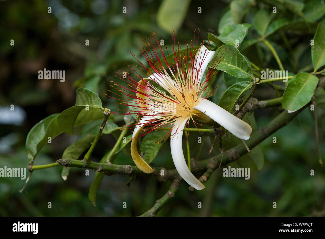 Malabar Kastanie (pachira Aquatica) Blüte, Tortugueros National Park, Costa Rica Stockfoto