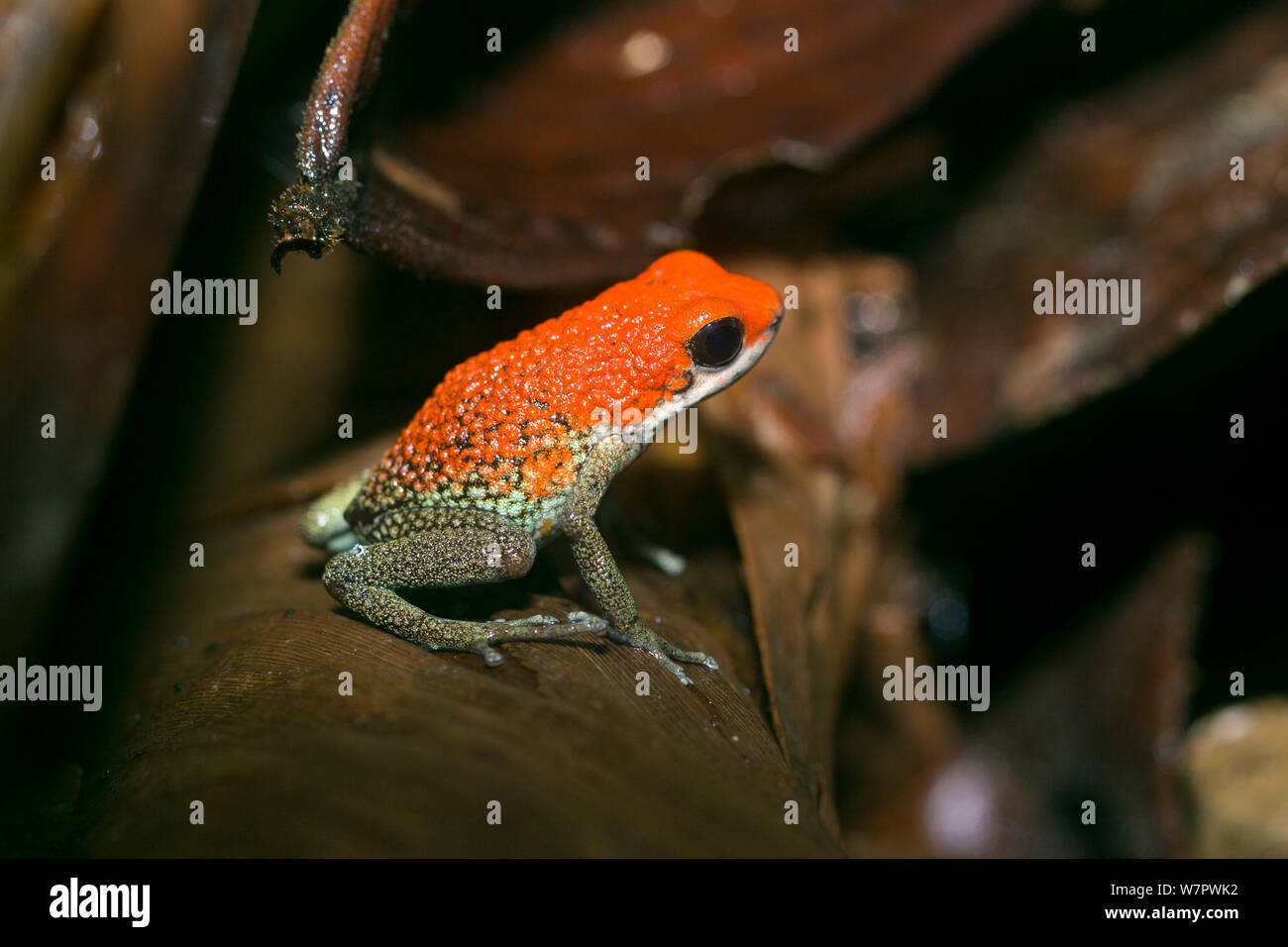 Granulare Pfeilgiftfrosch (Dendrobates granuliferus) Corcovado National Park, Costa Rica, gefährdete Arten Stockfoto