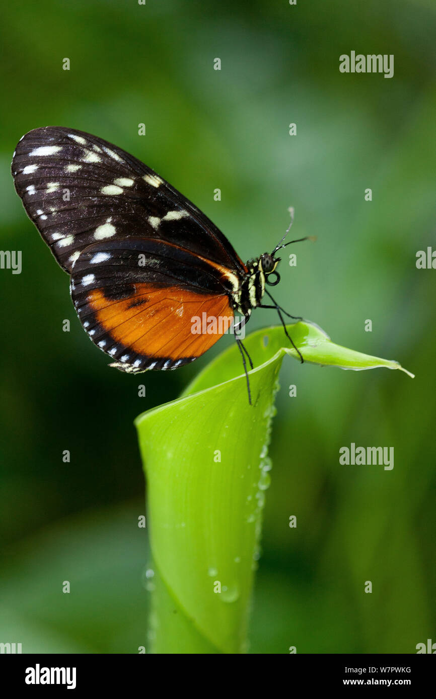 Tiger longwing blutterfly (Heliconius hecale) Hacienda Baru, Costa Rica Stockfoto
