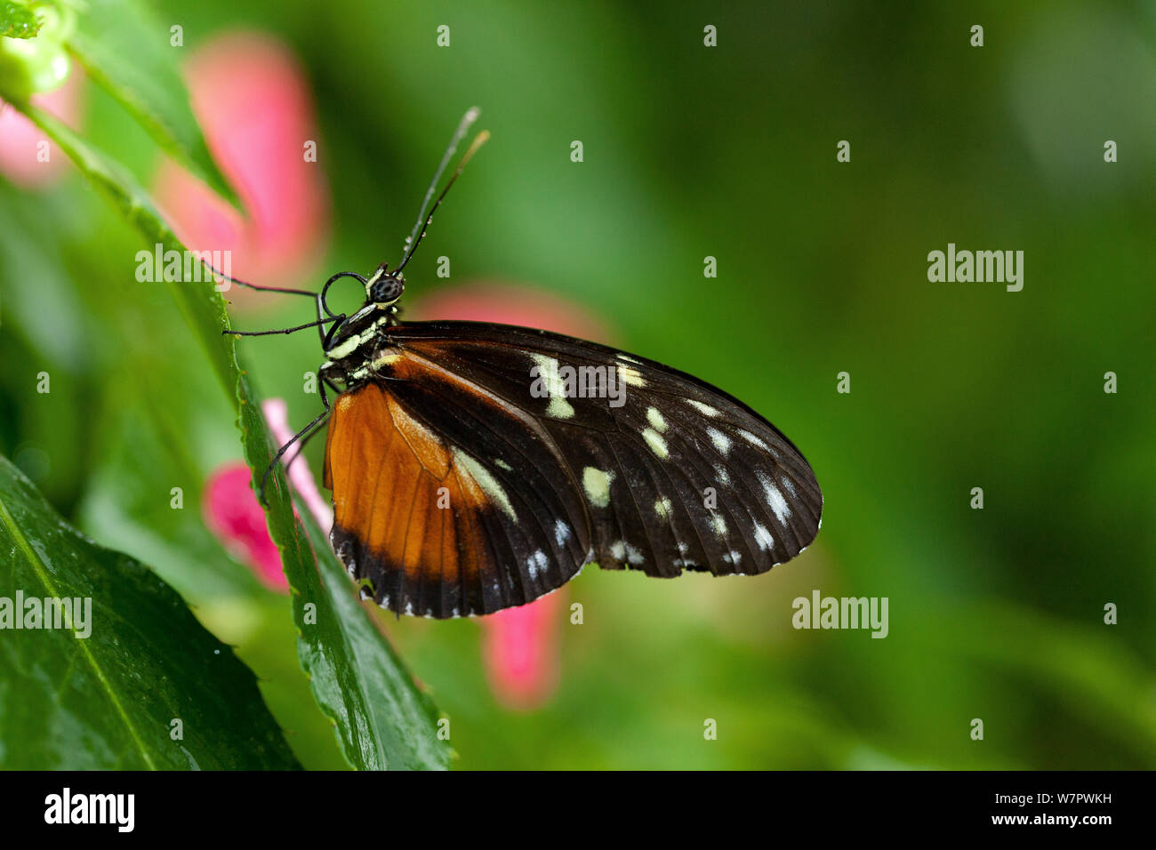 Tiger longwing blutterfly (Heliconius hecale) Hacienda Baru, Costa Rica Stockfoto