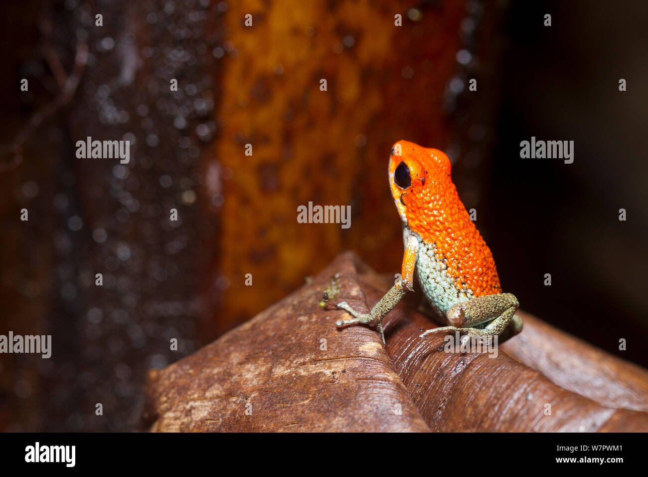 Granulierte poison Dart frog (Dendrobates granuliferus) Las Tardes, Costa Rica Stockfoto