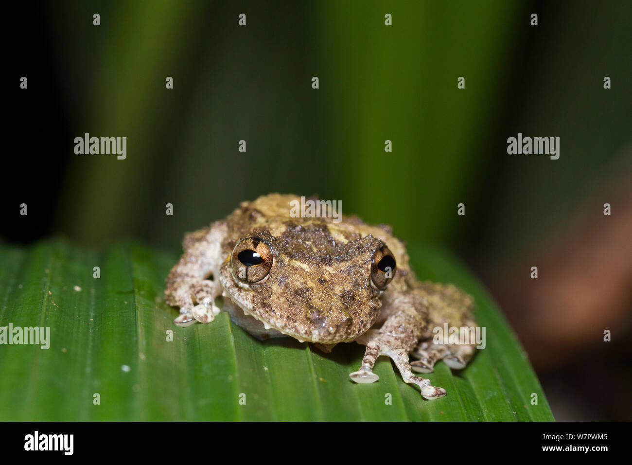 Boulenger snouted's Tree Frog (Scinax Boulengeri) Manuel Antonio National Park, Costa Rica Stockfoto