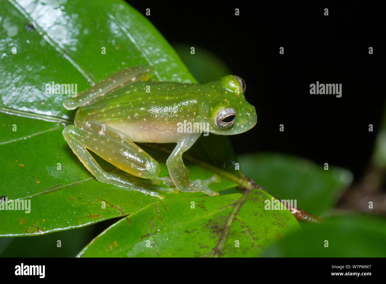 Centrolenidae Glassfrog (sp) Manuel Antonio National Park, Costa Rica Stockfoto