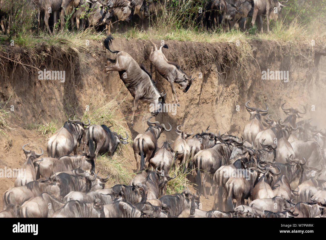 Gnus (connochaetes Taurinus) Migration, Herde hinunter springen River Bank, den Mara River zu überqueren, Masai-Mara Game Reserve, Kenia Stockfoto