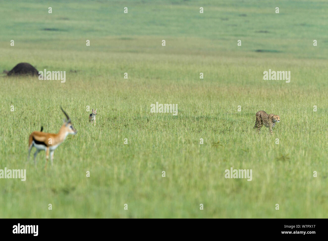 Gepard (Acinonyx jubatus) vor einem Schwarzen backed Jackal (Canis mesomelas) und ein Thomson Gazellen (Eudorcas thomsoni) Masai-Mara Game Reserve, Kenia. Gefährdete Arten. Stockfoto