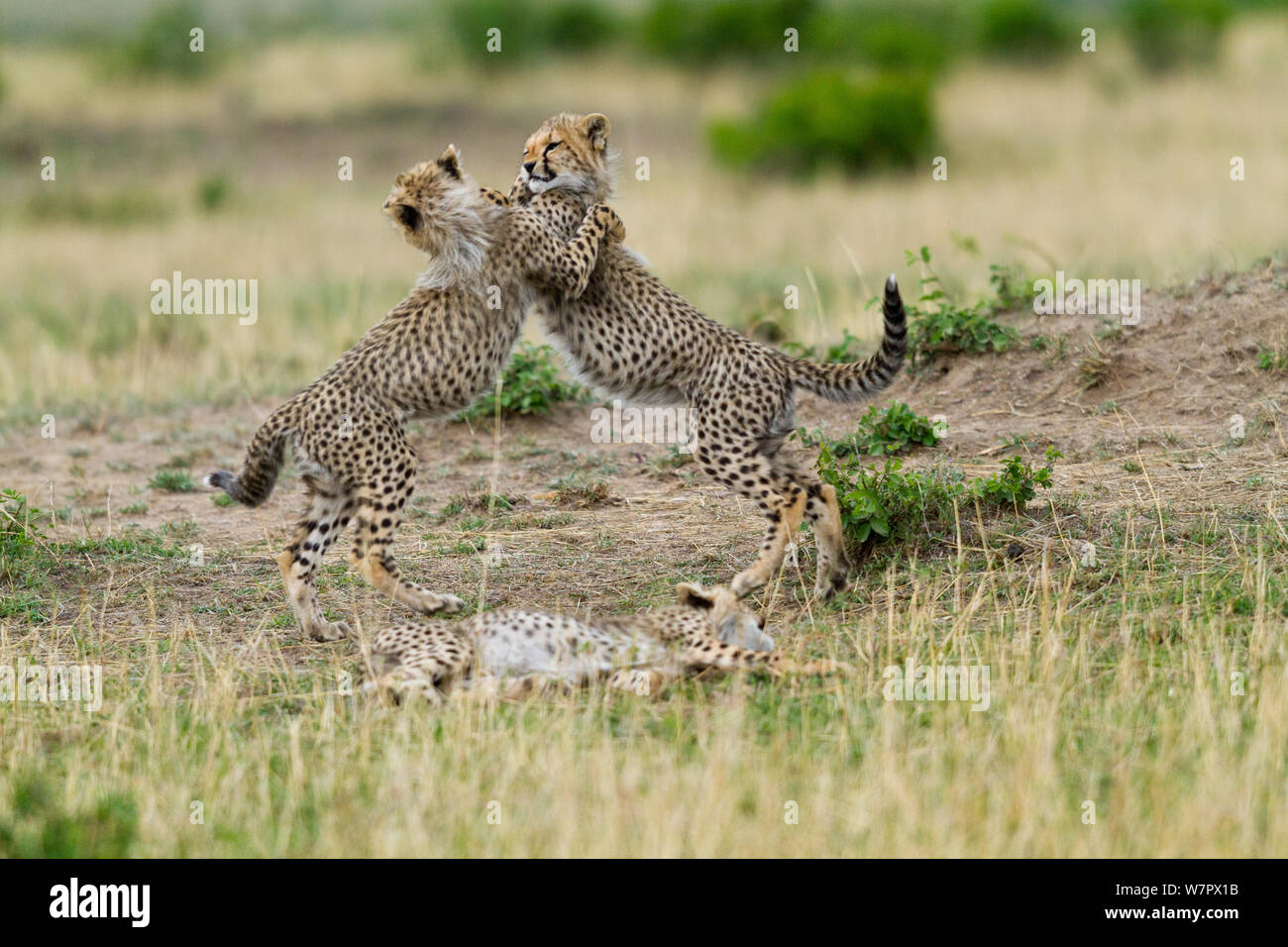 Gepard (Acinonyx Jubatus) jungen spielen, Masai Mara Game Reserve, Kenia. Gefährdete Arten. Stockfoto