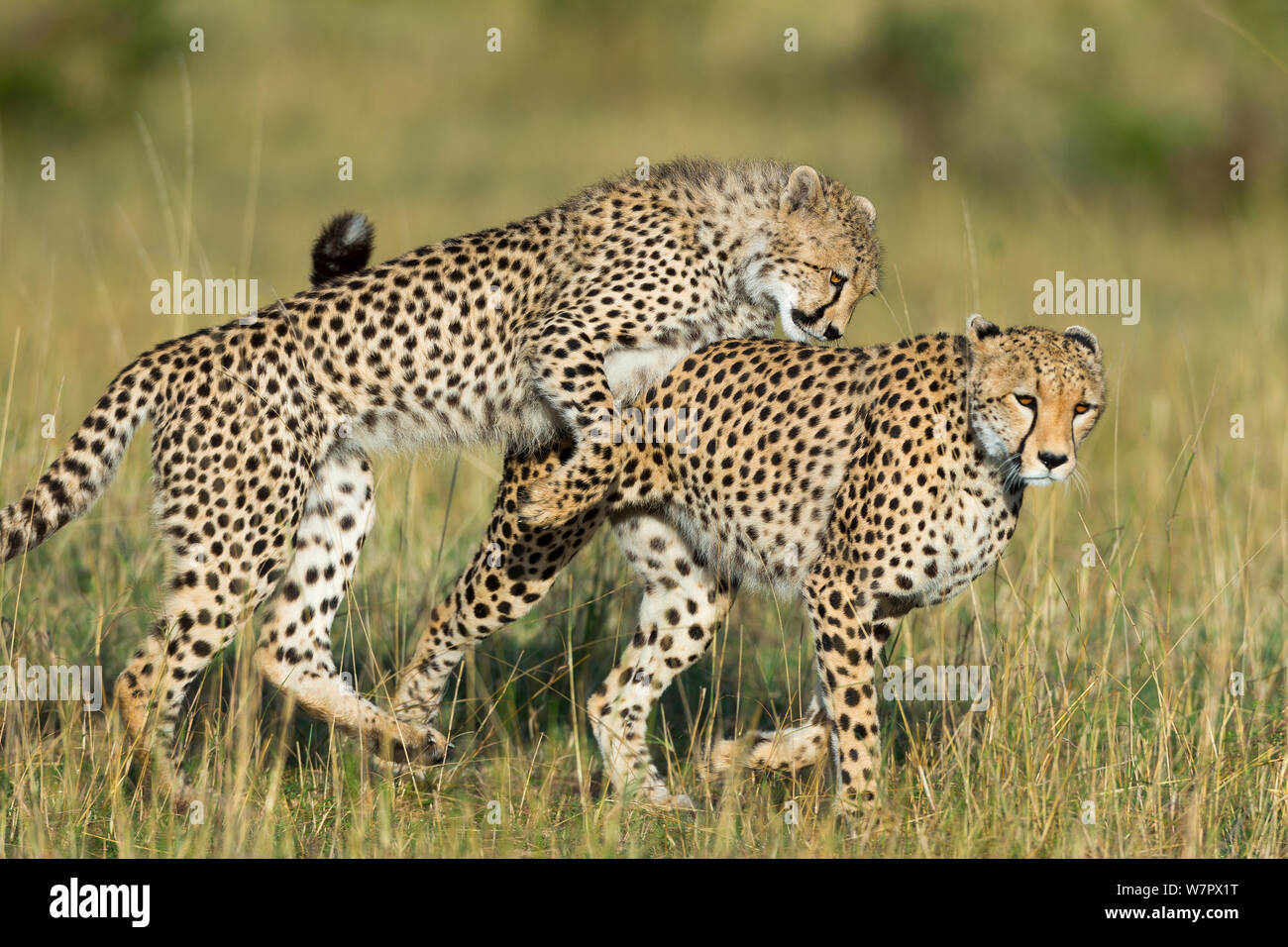 Gepard (Acinonyx jubatus) Mutter und Cub spielen, Masai-Mara Game Reserve, Kenia. Gefährdete Arten. Stockfoto