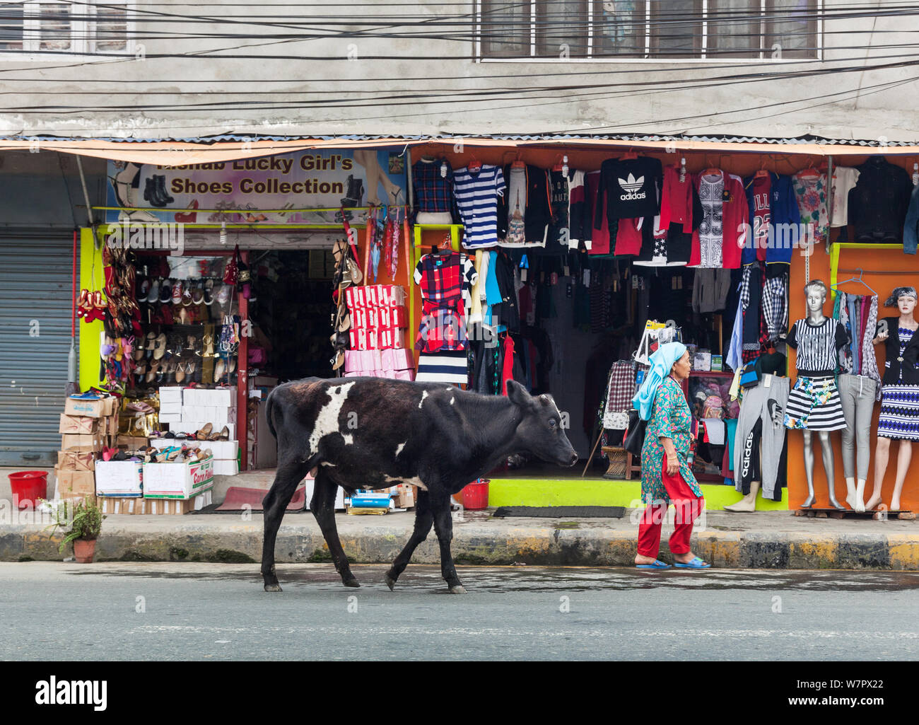 Eine junge Kuh und eine Frau entlang einer Straße in Kathmandu. Stockfoto