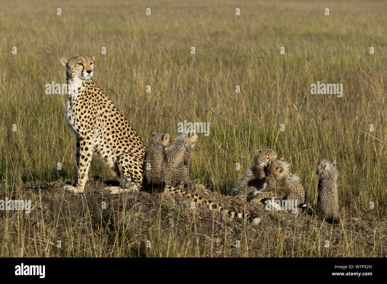 Gepard (Acinonyx jubatus) Mutter und Jungen im Alter von 2/3 Monaten Masai-Mara Game Reserve, Kenia. Gefährdete Arten. Stockfoto