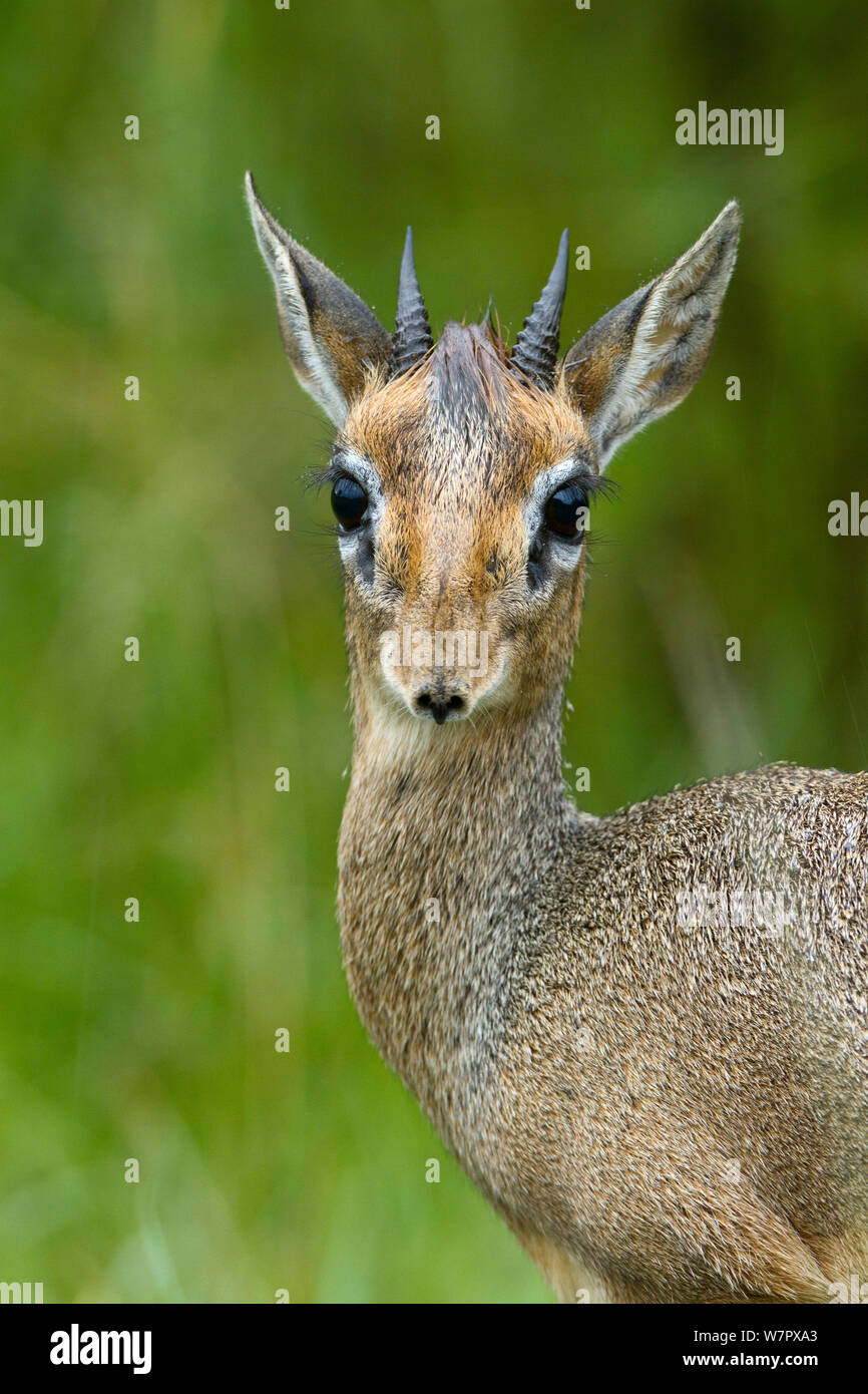 Dik diks Fotos und Bildmaterial in hoher Auflösung Alamy