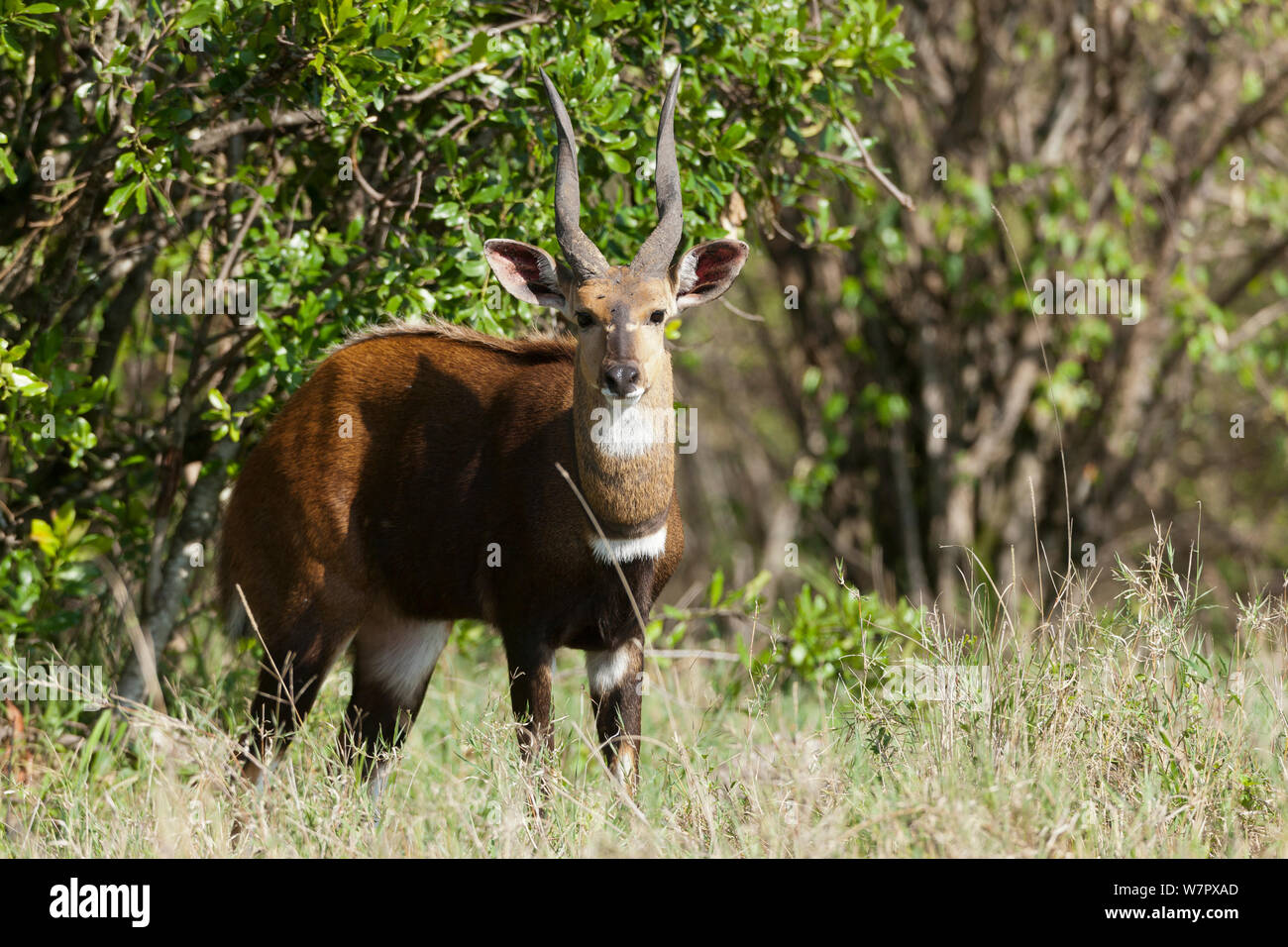 Buschbock (Tragelaphus skriptingunterbrechung) männlich, Masai-Mara Game Reserve, Kenia Stockfoto