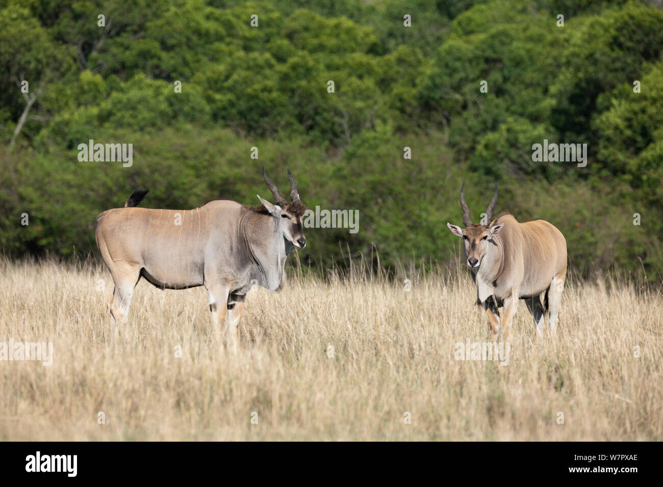 Kap elenantilope (taurotragus Oryx) männlich, Masai-Mara Game Reserve, Kenia Stockfoto