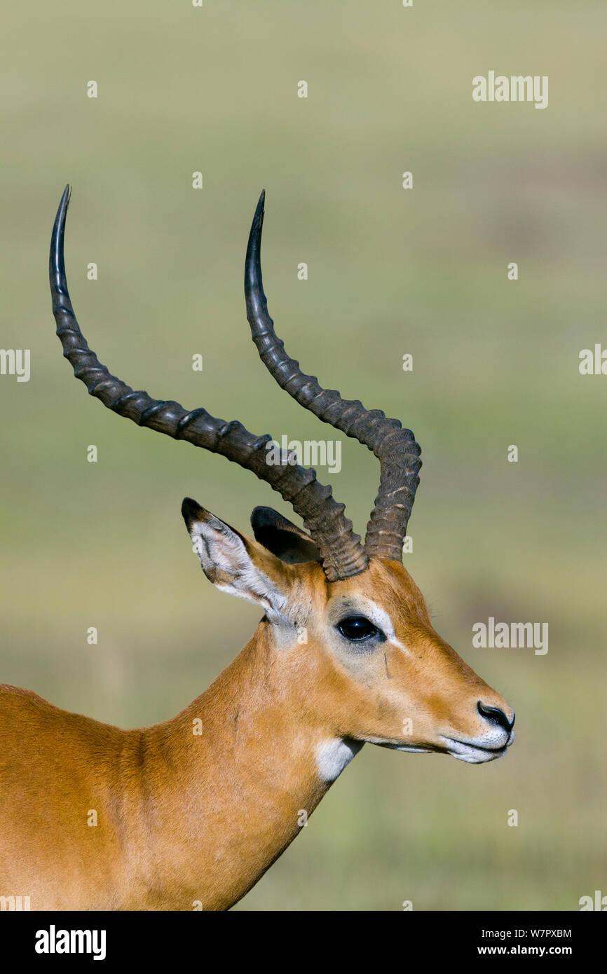 Impala (Aepyceros Melampus) männlich, Masai Mara Game reserve, Kenia Stockfoto