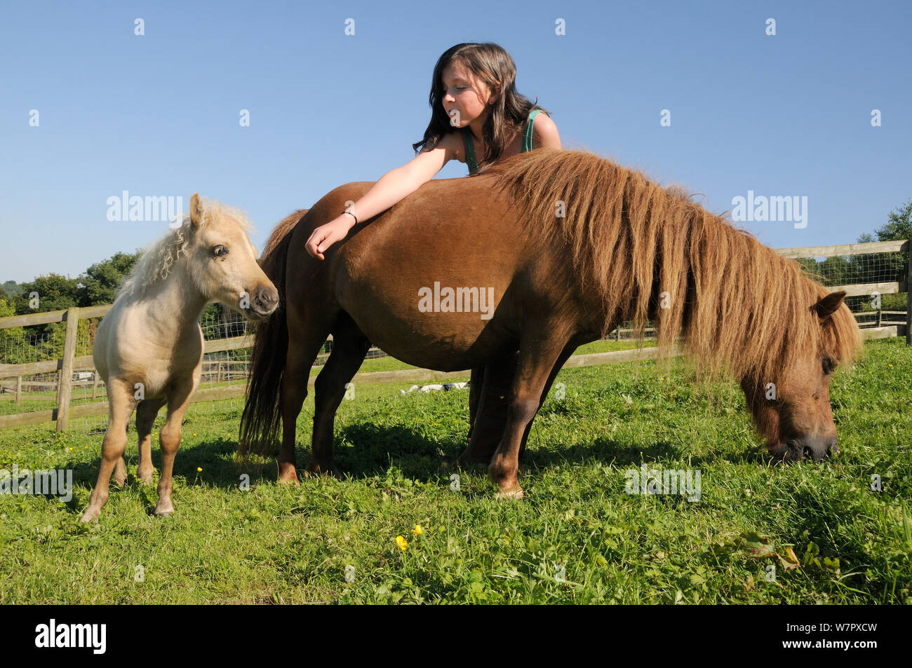 Mädchen, die sich auf amerikanische Miniatur Pferd (Equus caballus) Fohlen über den Rücken der Mutter, wie sie einem grasbewachsenen Hügel Paddock, Wiltshire, Großbritannien, Juli Schürfwunden. Model Released. Stockfoto